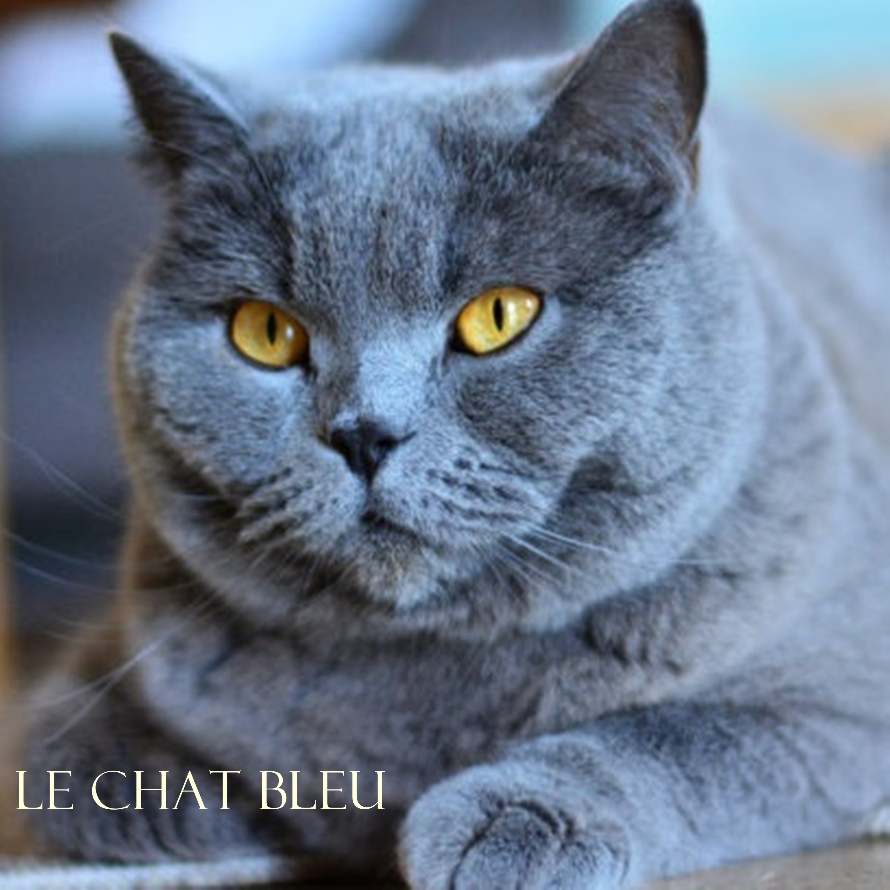 Cover di Le Chat Bleu